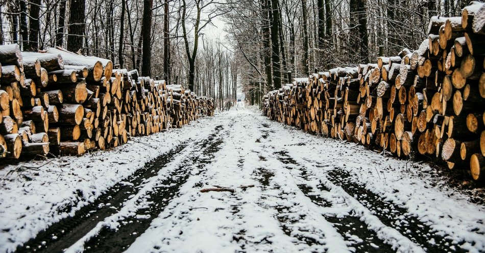 zdjęcie: Za kradzież drewna z lasu podejrzanym grozi do 5 lat więzienia / pixabay/3882892