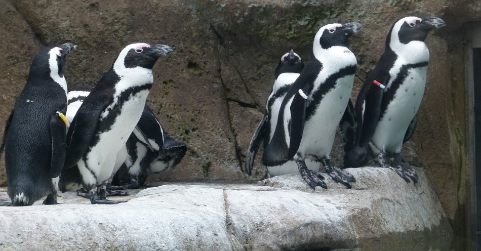 zdjęcie: W Gdańskim Ogrodzie Zoologicznym urodziło się piętnaście pingwinów przylądkowych / pixabay/221551