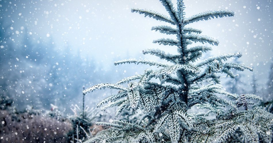 zdjęcie: W środę zimno, z opadami śniegu / pixabay/6889029