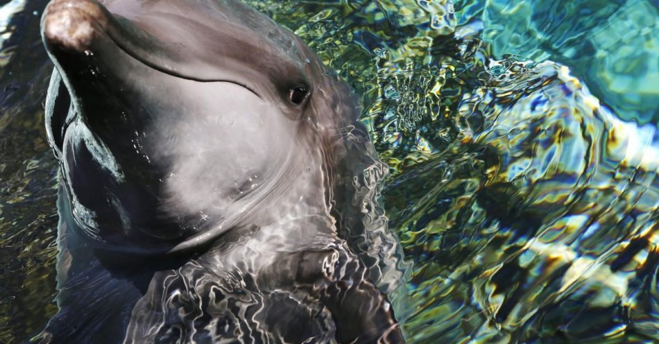 zdjęcie: Delfiny wyczuwają pole elektryczne / fot. PAP
