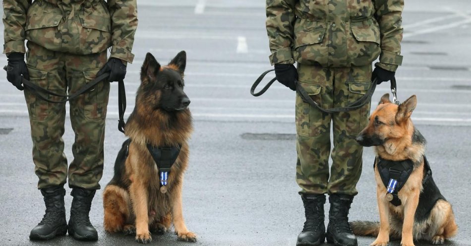 zdjęcie: Rozkaz wprowadzający stopnie wojskowe dla psów służbowych już obowiązuje / fot. PAP