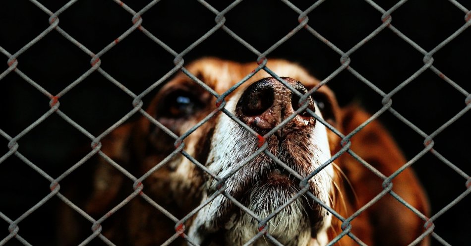 zdjęcie: Kilkadziesiąt psów ze schroniska znalazło stały dom po akcji tymczasowej adopcji związanej z mrozami / pixabay/1116203