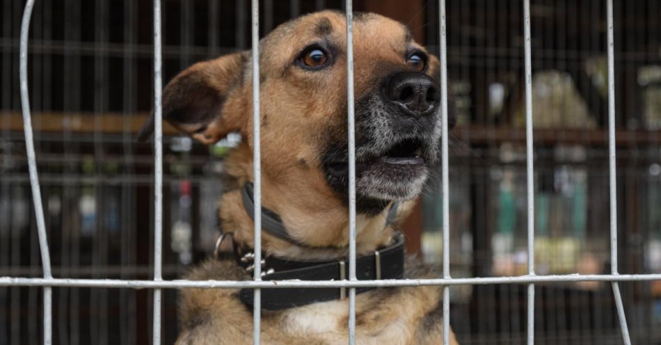 zdjęcie: Suwałki uruchomią program adopcji psów ze schroniska / fot. PAP