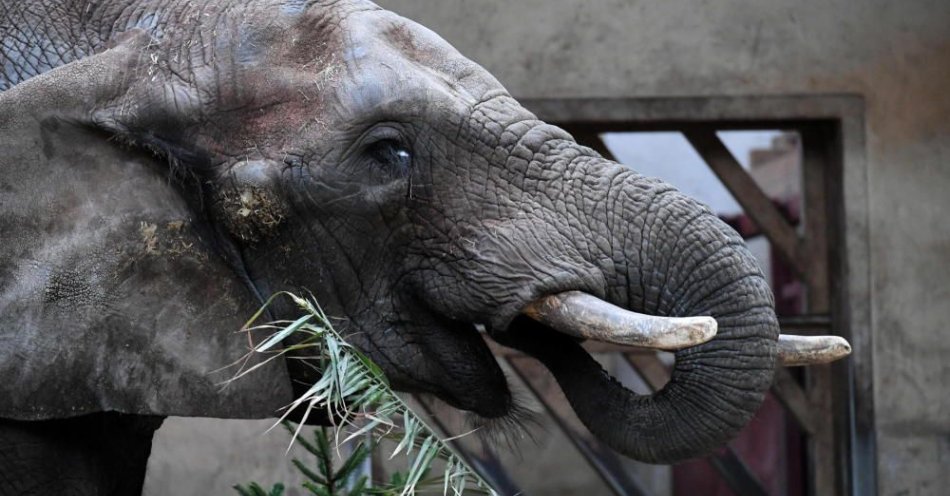 zdjęcie: Największy warszawiak, słoń Leon, czeka w niedzielę na prezenty; ma 23. urodziny / fot. PAP