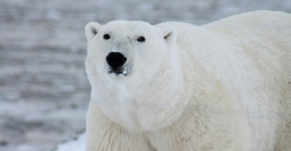 zdjęcie: Książe Arktyki czyli o niedźwiedziu polarnym / pexels//53425