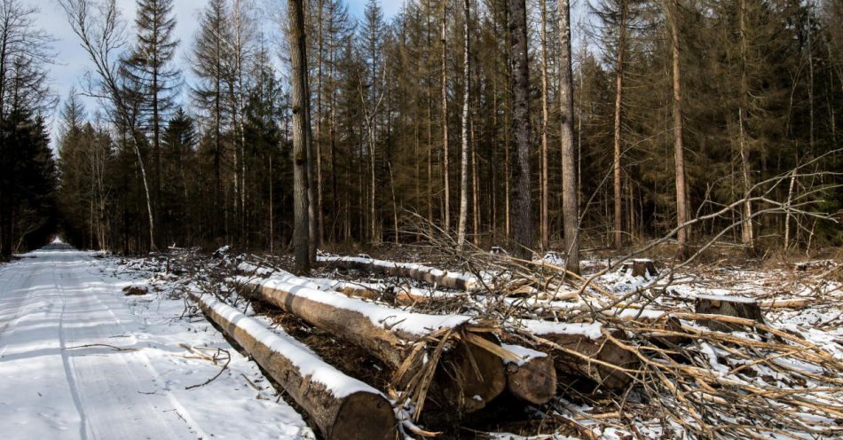 zdjęcie: Resort klimatu nie prowadzi prac mających na celu rozszerzenie parku na całą Puszczę Białowieską / fot. PAP