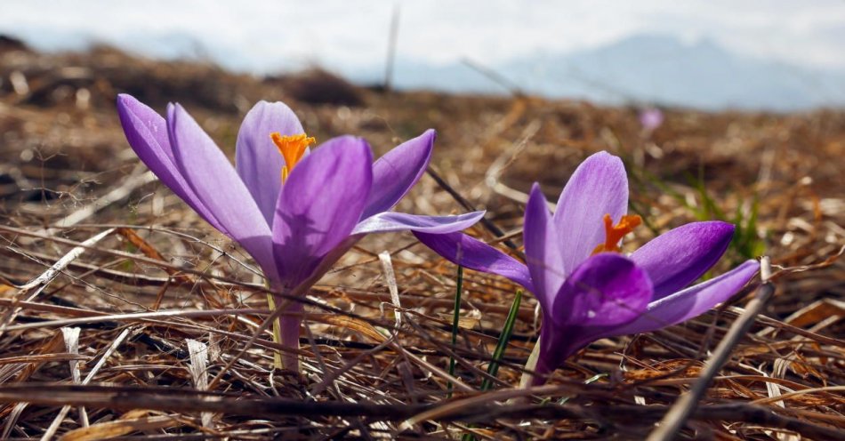 zdjęcie: W Tatrach rozpoczął się sezon kwitnienia krokusów / fot. PAP