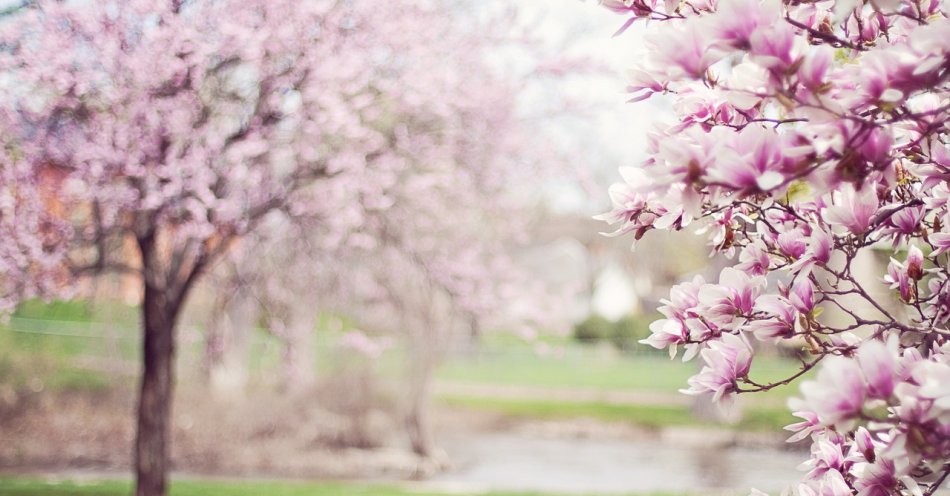 zdjęcie: Zakwitły cieszyńskie magnolie, jeden z symboli miasta / pixabay/556718