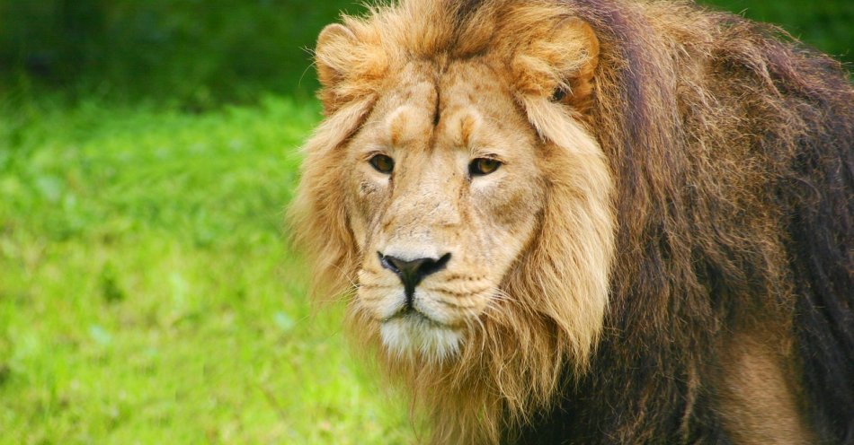 zdjęcie: Dyrektorka zoo złożyła do prokuratury zawiadomienie na prezeskę zarządu / pixabay/1021673