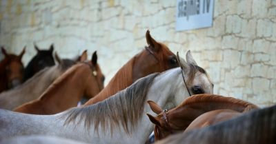 Policja odebrała właścicielowi siedem zaniedbanych koni