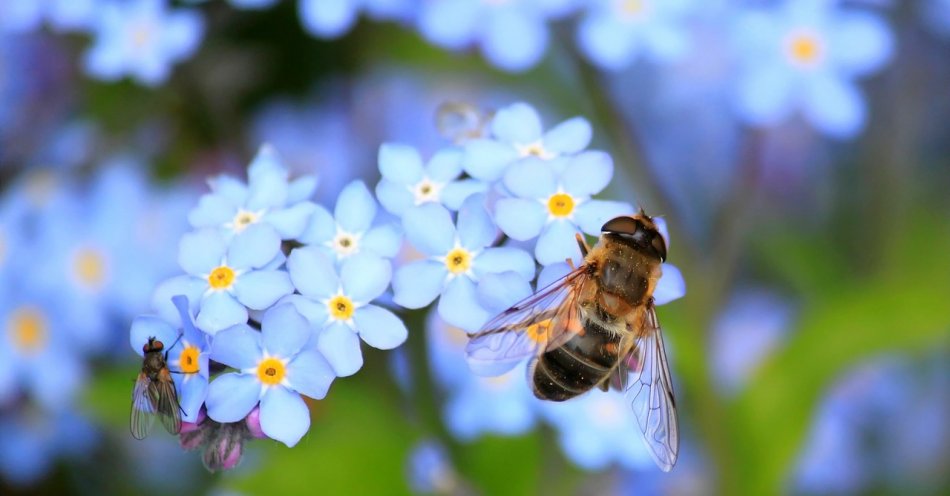 zdjęcie: Władze Małopolski ogłosiły konkurs mający na celu ochronę pszczół / pixabay/257176