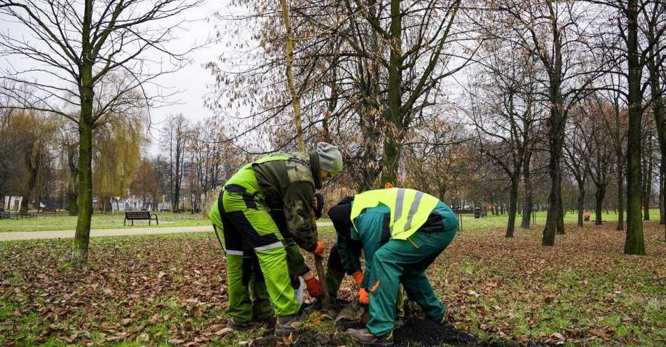 zdjęcie: Ponad 1300 drzew zostanie posadzonych w Katowicach / fot. nadesłane