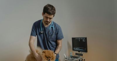 Weterynarze zaopiekują się zwierzęciem, gdy jego opiekun trafi do szpitala