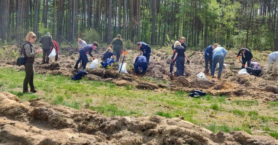 zdjęcie: Koronowscy policjanci włączyli się we wspólne sadzenie lasu / fot. KWP w Bydgoszczy