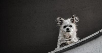 Proces odwoławczy 49-latka za wyrzucenie psa przez balkon