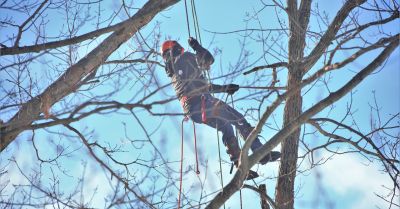 Sprzeciw prokuratury wobec wycinki drzew przy parku Śląskim
