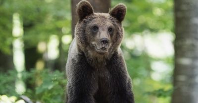 Niedźwiedź chodzi po wsi Bykowce, gmina ostrzega mieszkańców