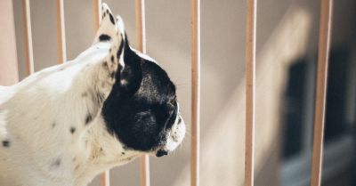 Proces odwoławczy oskarżonej o wyrzucenie psa przez balkon