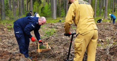 Policjanci wraz z komendantem sadzili las na 100-lecie Lasów Państwowych